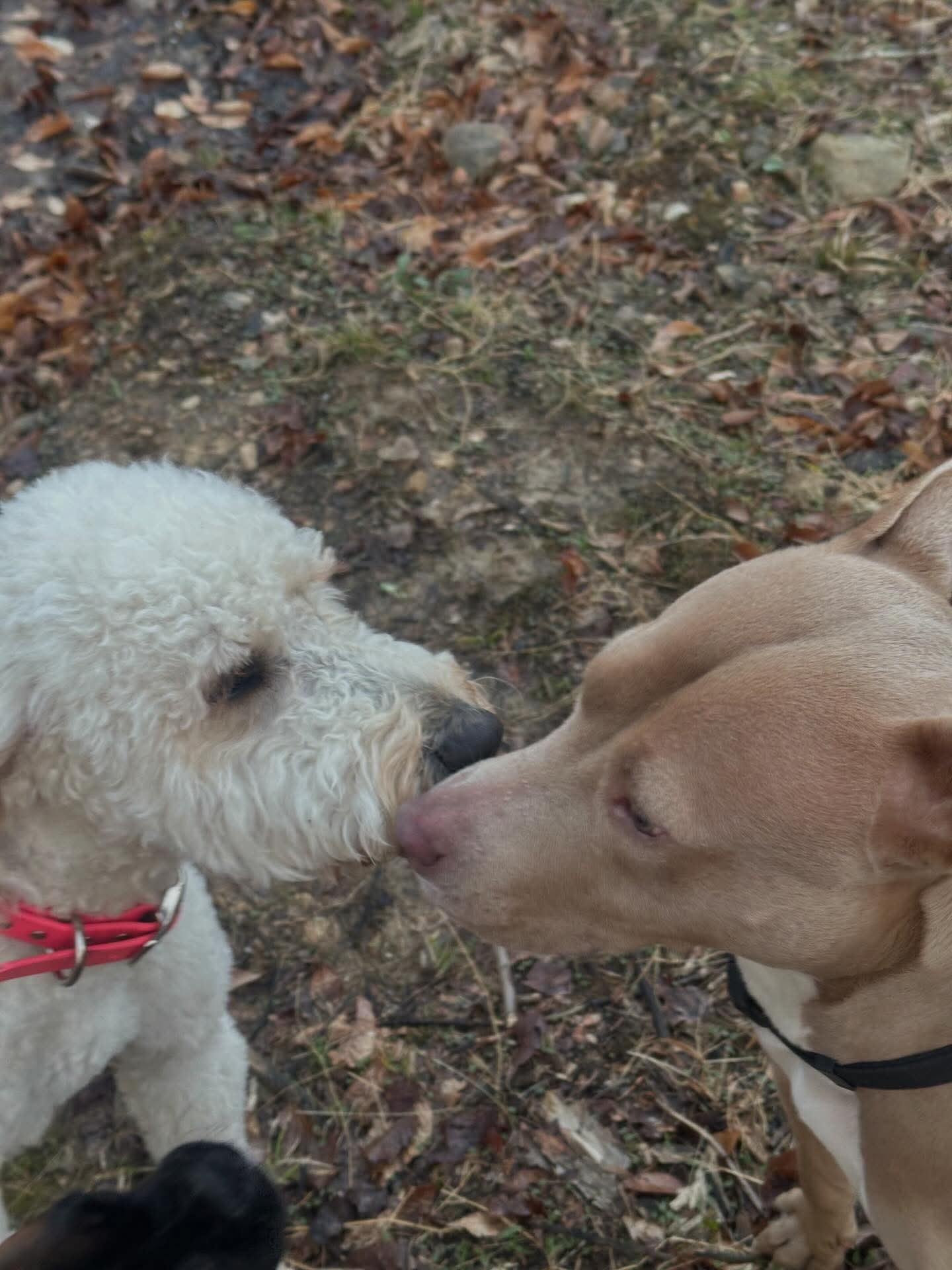 Two dogs greeting nose to nose outdoors