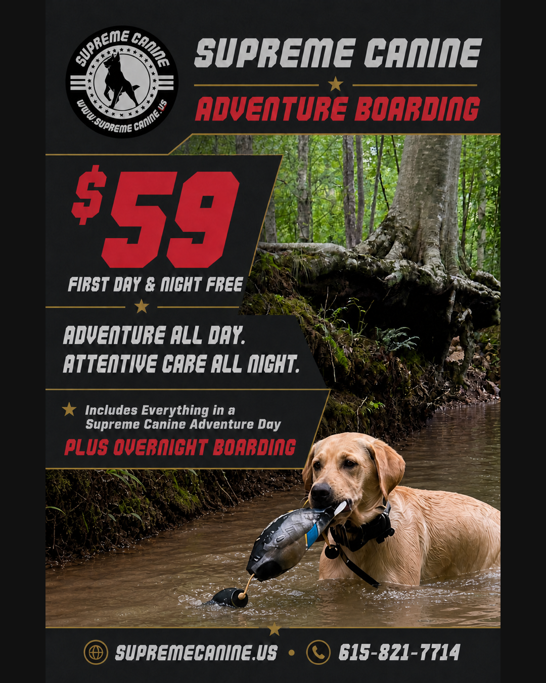 Dog retrieving in water — Adventure Boarding